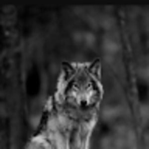 Meet your Posher, Chloe